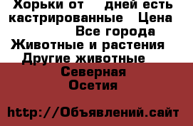   Хорьки от 35 дней есть кастрированные › Цена ­ 2 000 - Все города Животные и растения » Другие животные   . Северная Осетия